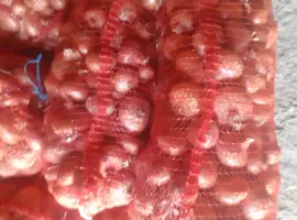 Зображення для оголошення Продам лук штудгард