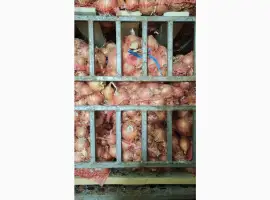 Зображення для оголошення Продам лук Дерек