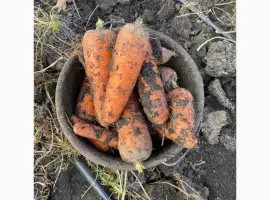 Зображення для оголошення Продам моркву та буряк від виробника від 10 тонн