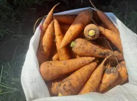 Зображення для оголошення Продам морковь від фермера з 5 тонн
