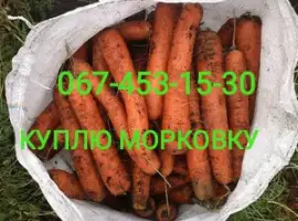 Зображення для оголошення Куплю морковку сорт абака