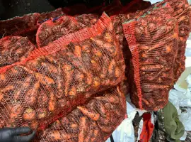 Зображення для оголошення Продаємо моркву молоду оптом
