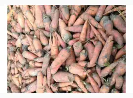 Зображення для оголошення Продам моркву 2 сорт оптом