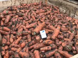 Зображення для оголошення Продам оптом товарну моркву 2 сорт