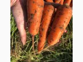 Зображення для оголошення Продам оптом моркву товарну