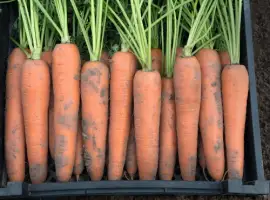 Зображення для оголошення Продам оптом товарну моркву