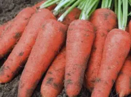 Зображення для оголошення Продам моркву оптом
