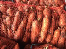 Зображення для оголошення Продаж моркви товарної оптом