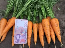 Зображення для оголошення Продам морковь молодую