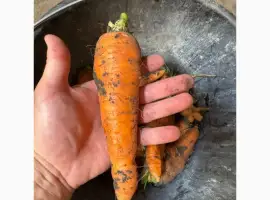 Зображення для оголошення Продам моркву