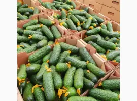 Зображення для оголошення Маю покупців огурків колючего 6-9 см и гладкого на экспорт