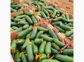 Зображення для оголошення Маю покупців огурків колючего 6-9 см и гладкого на экспорт
