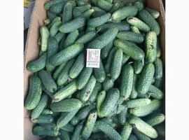Зображення для оголошення Продам свіжі грунтові огірочки Арктика для свіжого вживання та засолки