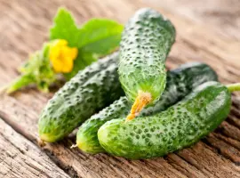 Зображення для оголошення Куплю свежий огурец