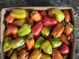 Зображення для оголошення Продам Перець Політ солодкий ( не підмерзлий) 3т соковийтий та свіжий
