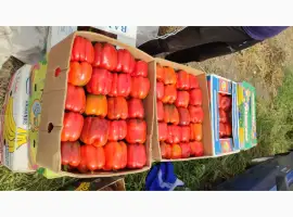Зображення для оголошення Перець солодкий Геркулес