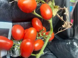 Зображення для оголошення Продам помидоры первая выборка