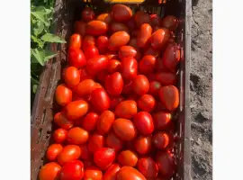 Зображення для оголошення Продам помидор