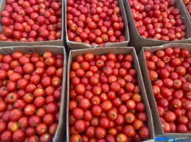 Зображення для оголошення Продам полевой помидор