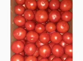 Зображення для оголошення Продам розовый помидор
