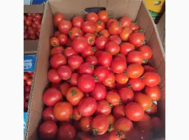 Зображення для оголошення Продам помідор сливка