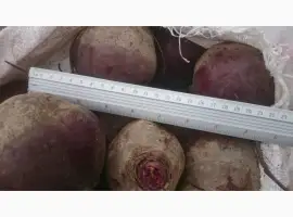 Зображення для оголошення Продам оптом товарний буряк