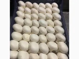 Зображення для оголошення Шампіньйони гриби