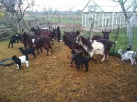 Зображення для оголошення Продам кози