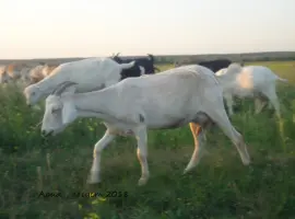 Зображення для оголошення Продам дойную полукровную нубозааненскую козу покрытую 100% нубийским козлом