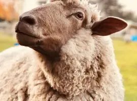 Зображення для оголошення Закупівля баранів за найкращою ціною Запорізькій області