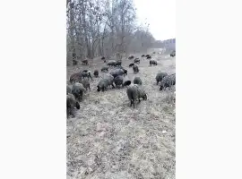 Зображення для оголошення Продам вівці романівська порода