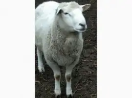 Зображення для оголошення Продам овец