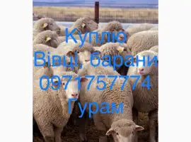 Зображення для оголошення Куплю баранів живою вагою