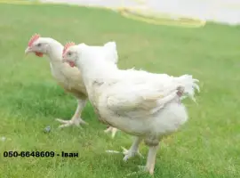 Зображення для оголошення Продам Кури Бройлери (живі)