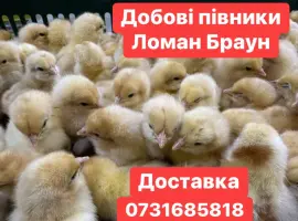 Зображення для оголошення Добові курчата Ломан Браун Цыплята Ломан Браун суточные