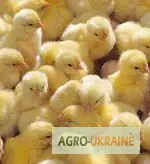 Зображення для оголошення Продам :бройлери КОББ-500