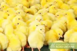Зображення для оголошення Продам добових курчат: бройлери КОББ-500