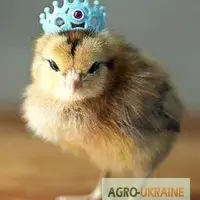 Зображення для оголошення Цыплята Редбро (Redbro)