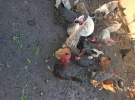 Зображення для оголошення Продаю курей