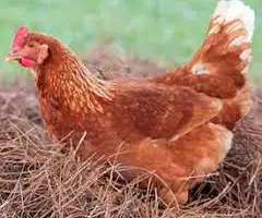 Зображення для оголошення Куры несушки Ломанн Браун.Возраст 4