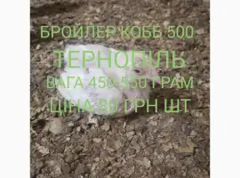 Зображення для оголошення Бройлер кобб 500 Тернопіль