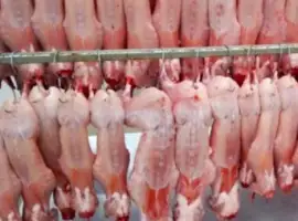 Зображення для оголошення Продам мясо тушки кролика
