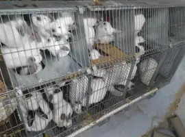Зображення для оголошення Продам м'ясо кролика оптом по 20 тушок
