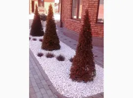 Зображення для оголошення Продам декоративні рослини від виробника