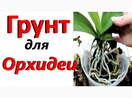 Зображення для оголошення Кора сосновая для орхидей и др. растений