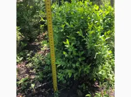 Зображення для оголошення Продам Самшит (Buxus)