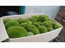Зображення для оголошення Живий!мох кочка