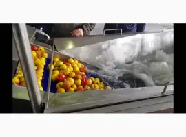 Зображення для оголошення Барботажная моечная машина для ягод овощей фруктов с выгрузочным транспортером