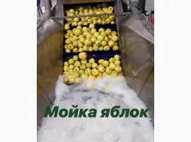 Зображення для оголошення Лінія сортування і переробки ягід і фруктів