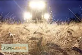Зображення для оголошення Закупим пшеницю